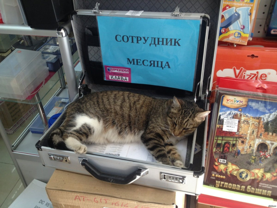 Работающий кот 2.jpg