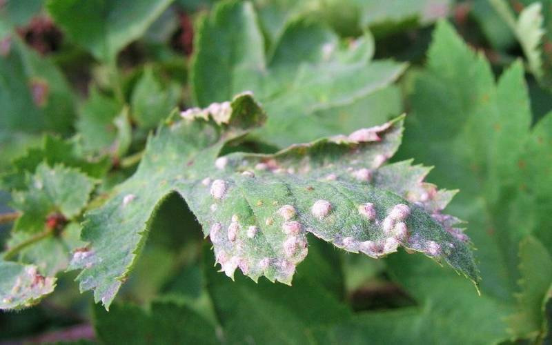 мучнистая роса2.jpeg