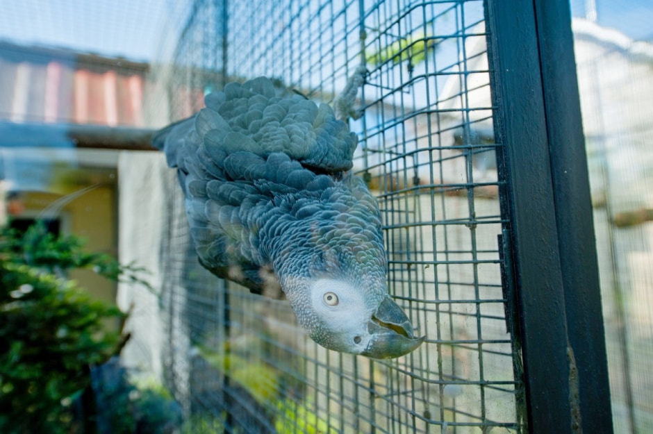 Семья Шокало и экзотический сад 24.jpg