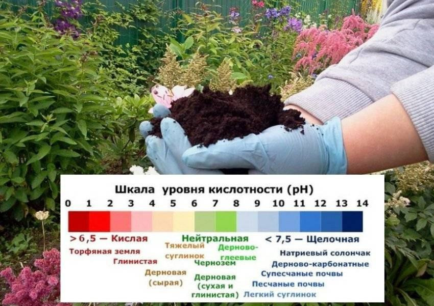 кислотность почвы3.jpg