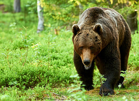 Раненый во время охоты медведь скрылся в лесу под Борисовом. Это уже второй случай за месяц 