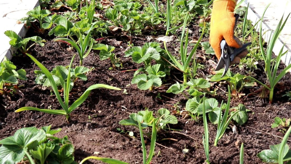 Клубника, кусты.jpg