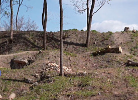 “Хотелось расплакаться”. У Брестской крепости вырубают деревья – как объясняют коммунальщики?