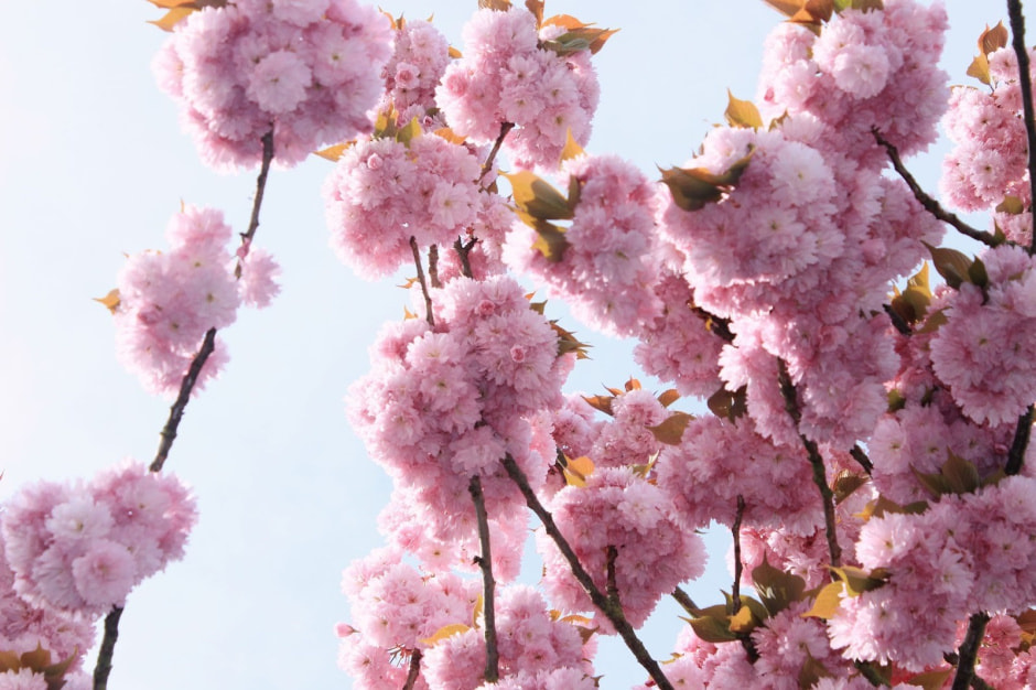 Ханами Марбург 3.jpg