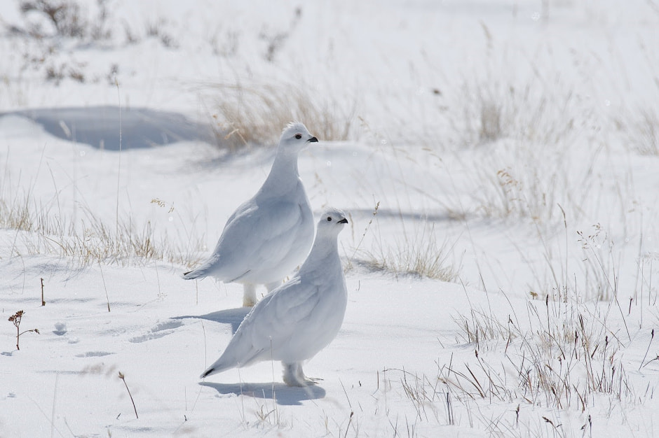 Следы животных 20.jpg