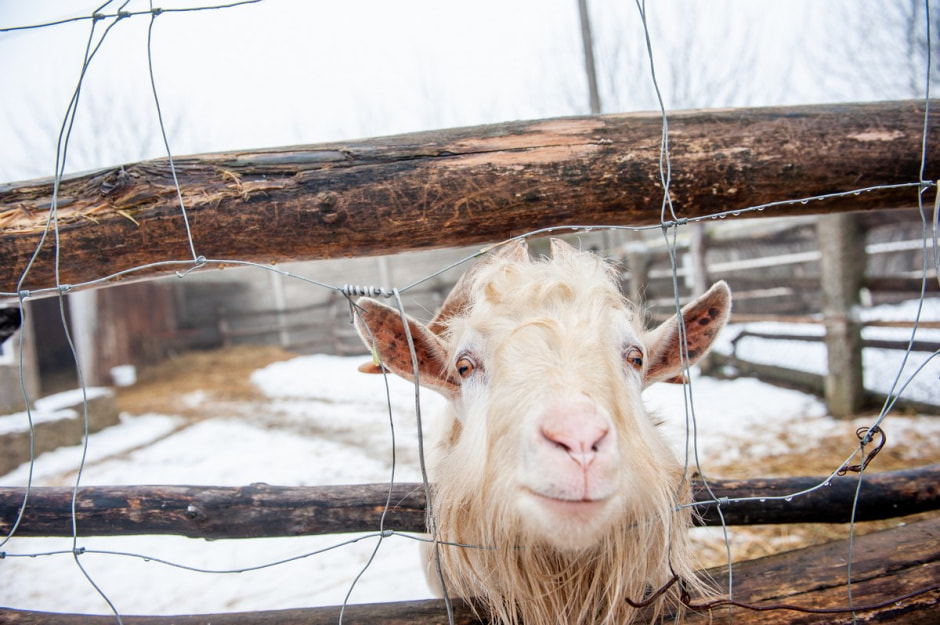 Юрий Карпилович и его зоопарк в Подгае 5.jpg