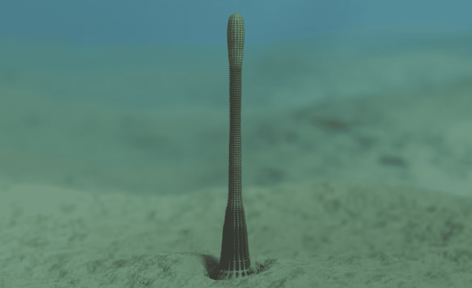 Вид приапулидов Kraytdraco spectatus получил свое название в честь монстра из Звездных войн