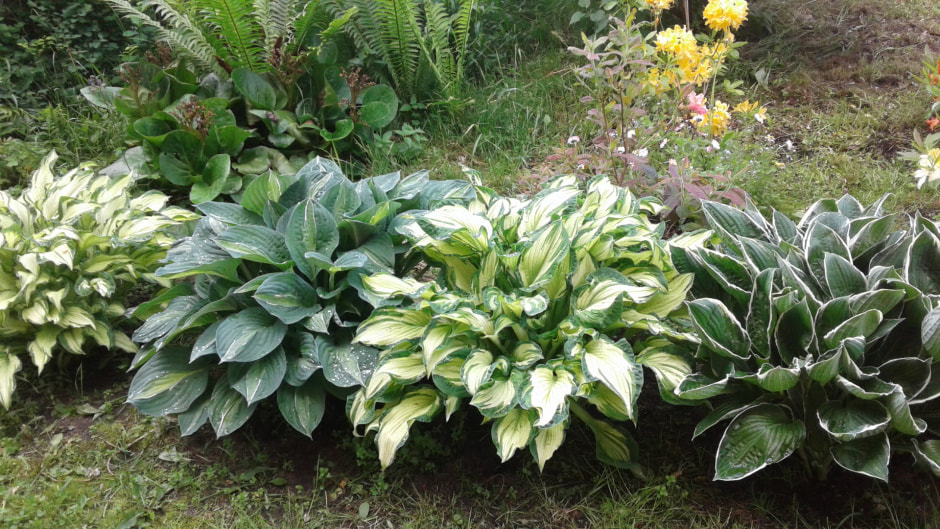 Оформляем цветник на даче (5).jpg Оформляем цветник на даче (5).jpg