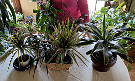 Почему болеет драцена и как ее спасти