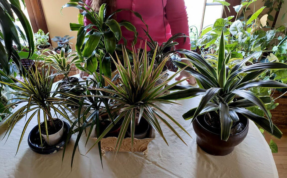 Драцена в квартире