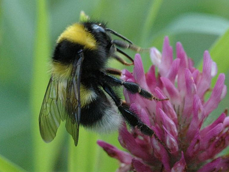Шмель и цветок