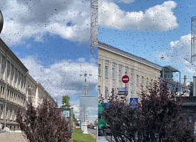 “Это катастрофа” – В центре Минска заметили нашествие насекомых