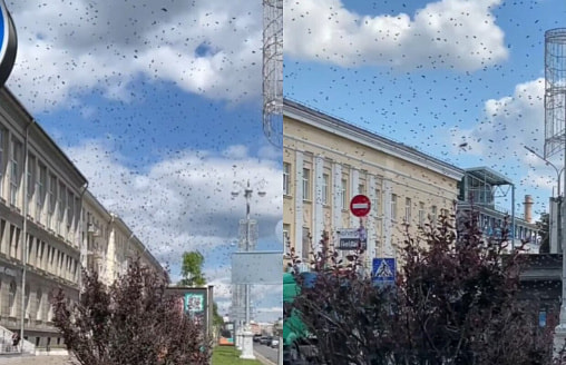 “Это катастрофа” – В центре Минска заметили нашествие насекомых