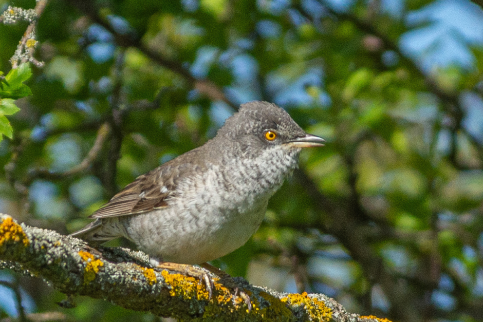 Сорокопут 12_Ястребиная славка.png