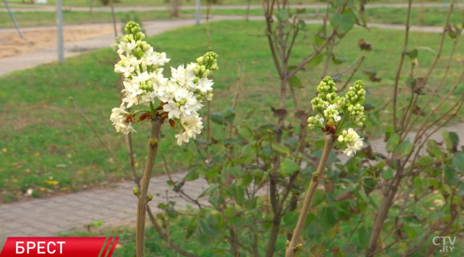 зацвела сирень.jpg