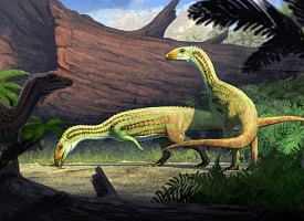 Древний родственник крокодила мог переходить с четырех лап на две по мере взросления