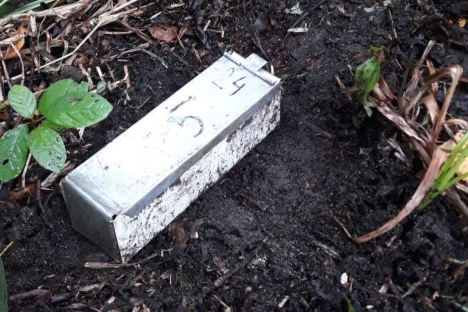 Мышь-малютка 10.png