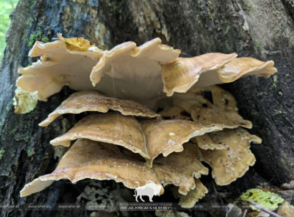 Мерипилиус .jpg Мерипилиус .jpg