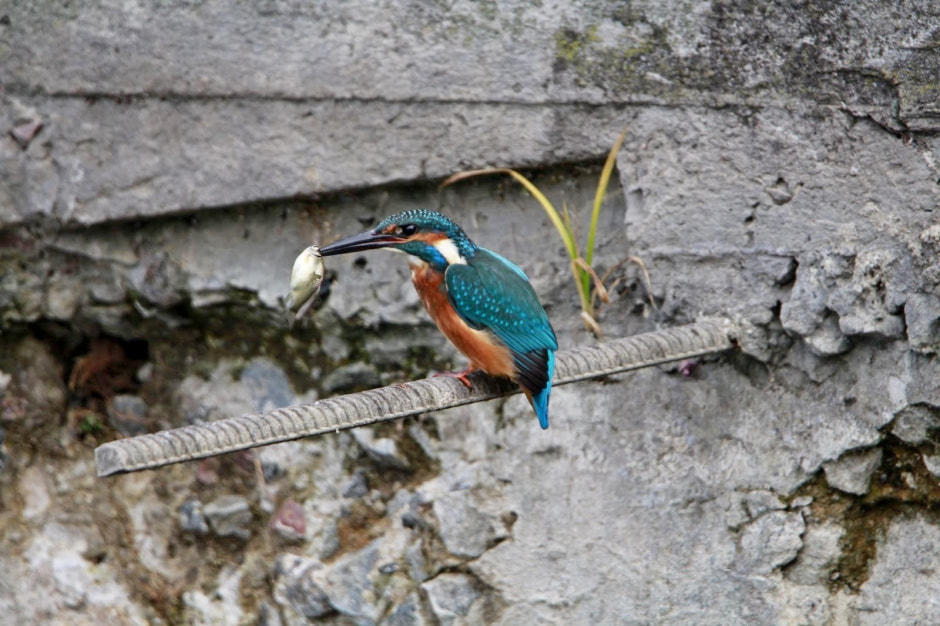 17-Зимородок который словил горчака.jpg