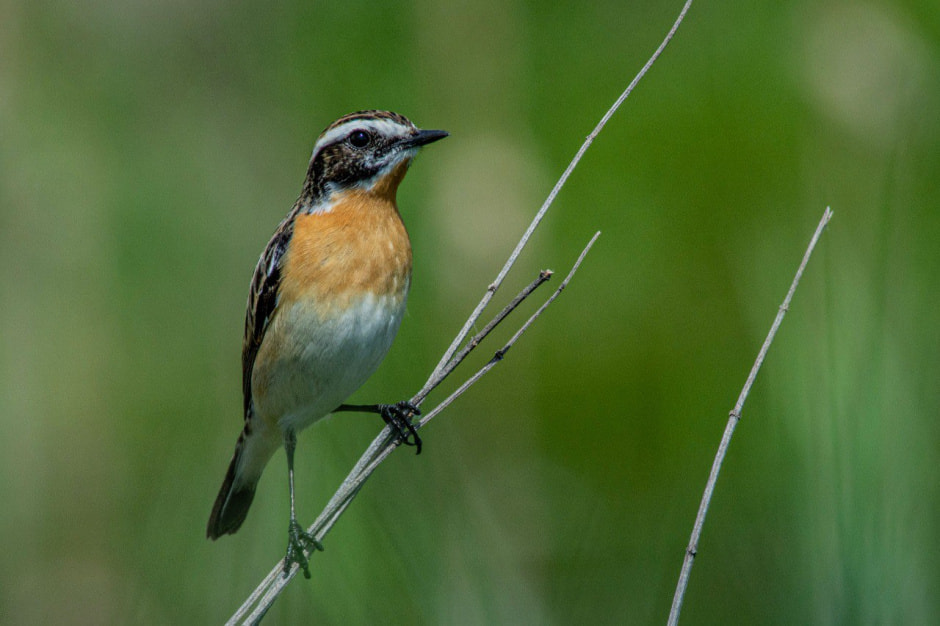 10 фактов о птицах 7_Чекан луговой.jpg