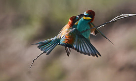  Обнимашки сусликов, драки выдр и семейная идиллия енотов. Собрали для вас самое смешное и милое из жизни дикой природы ко Дню всех влюбленных