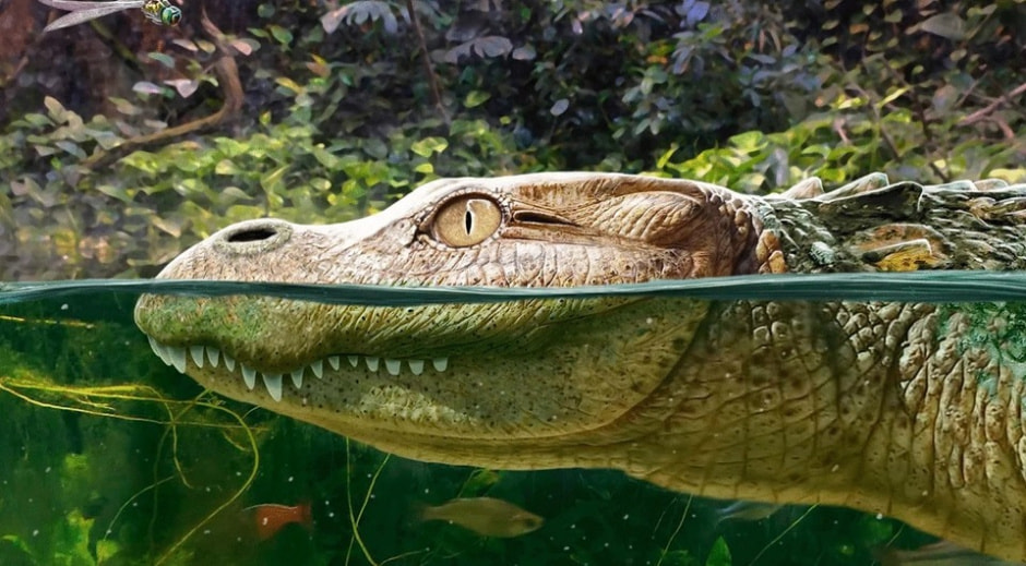 Аллигатор.jpg Аллигатор.jpg