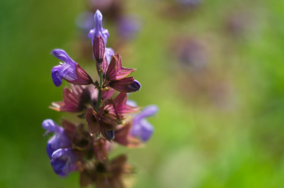 Травяные сборы в Беларуси 14.jpg