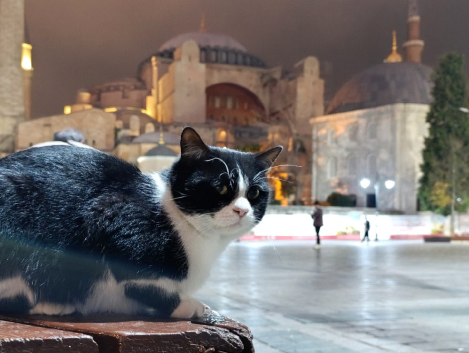 Гуляем по Стамбулу и знакомимся с котами 38.jpg