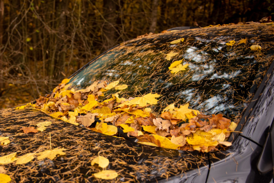 осень листья машина.jpg