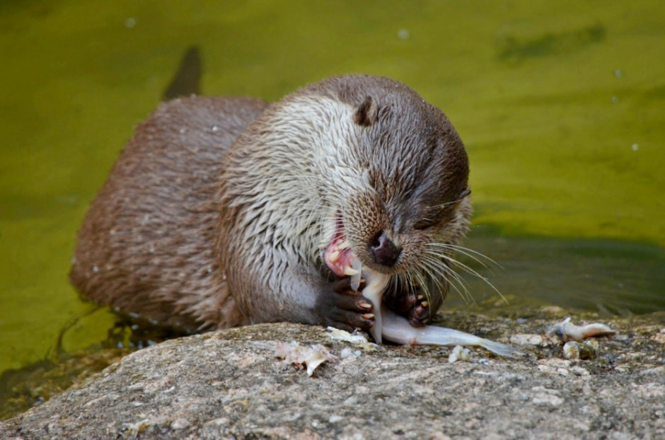 Чем интересна выдра 4.jpg