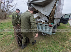 Медвежонка, который добрался до центра Витебска, поймали с пятой попытки