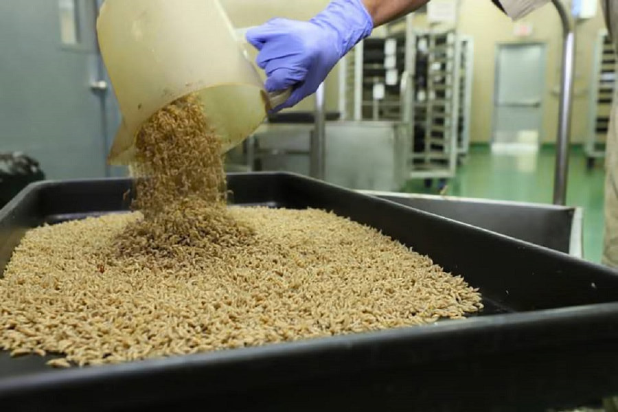 стерильные мухи.jpg