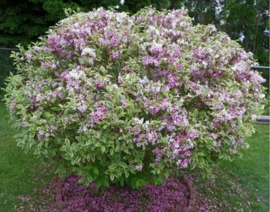 Вейгела на участке