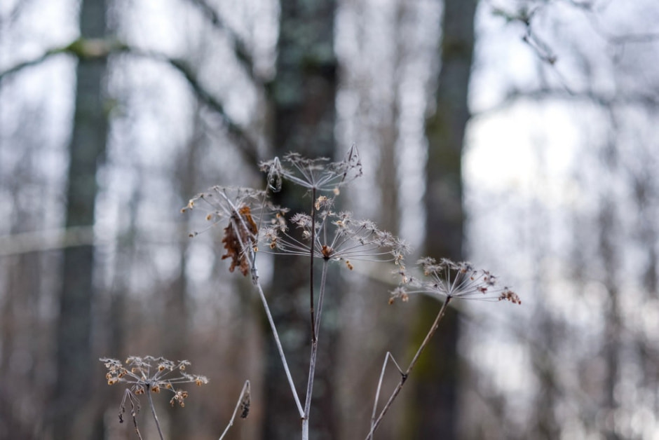 Как бортник спасает на Полесье черных пчел 28.jpg