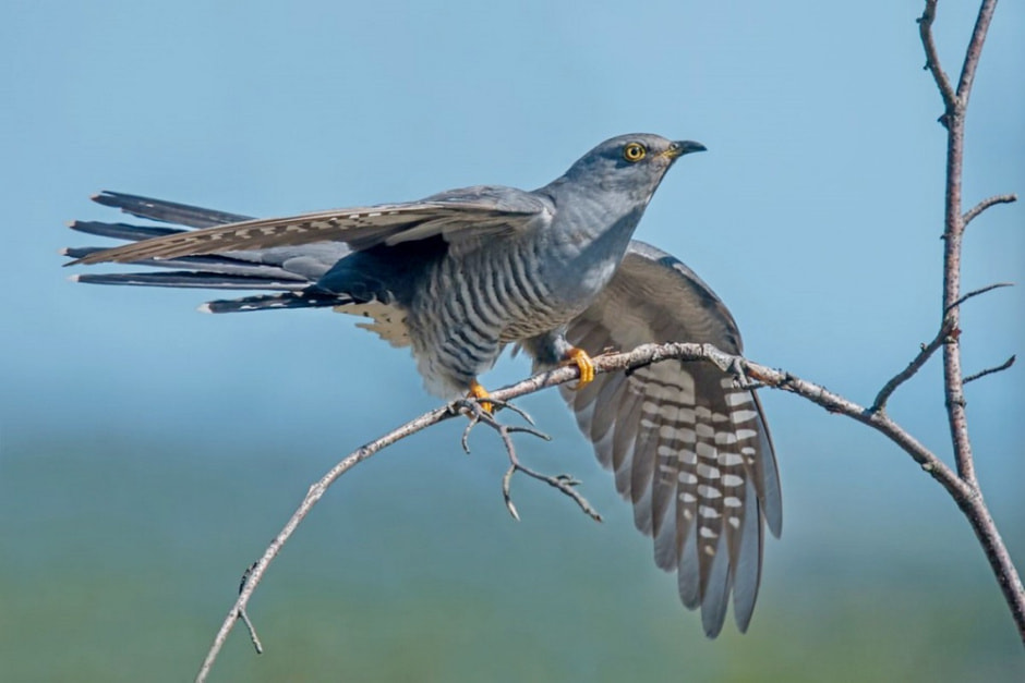 Зачем кукушка подрасывает яйца 3.jpg