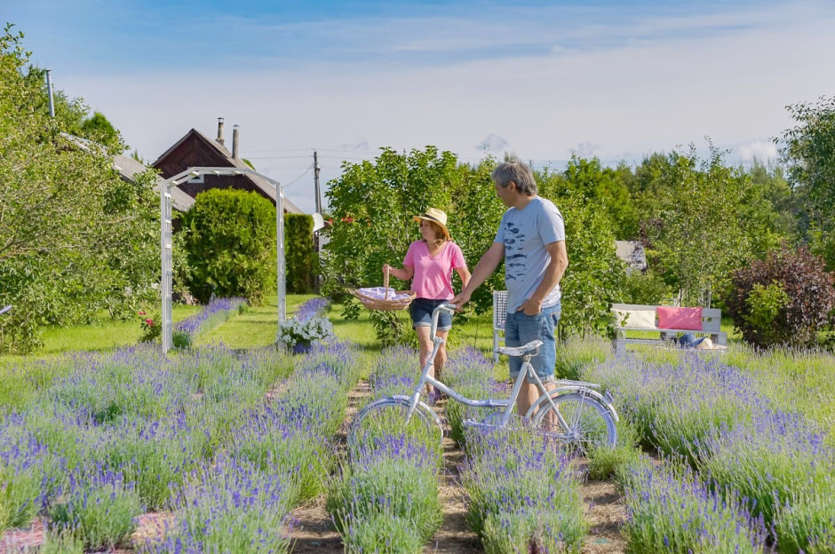 Лавандовый сад в Барово 28.jpg