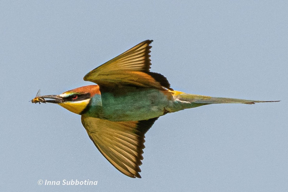 Золотистая щурка 7.jpg Золотистая щурка 7.jpg