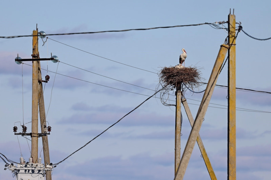 Аисты в деревне Малешев 12.jpg