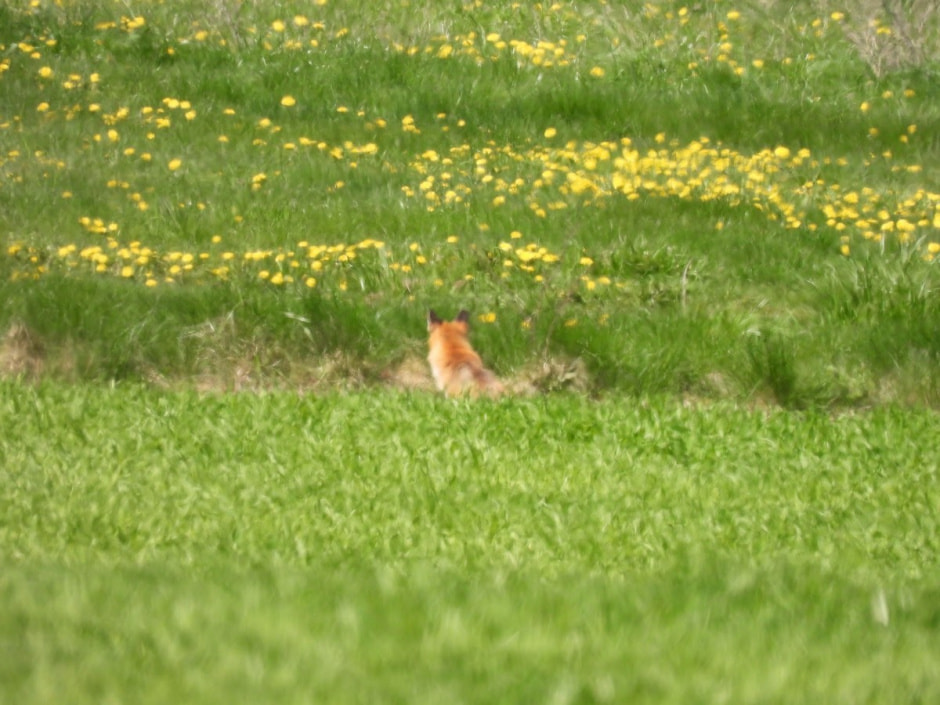 Наблюдаем за сусликами 22.jpg