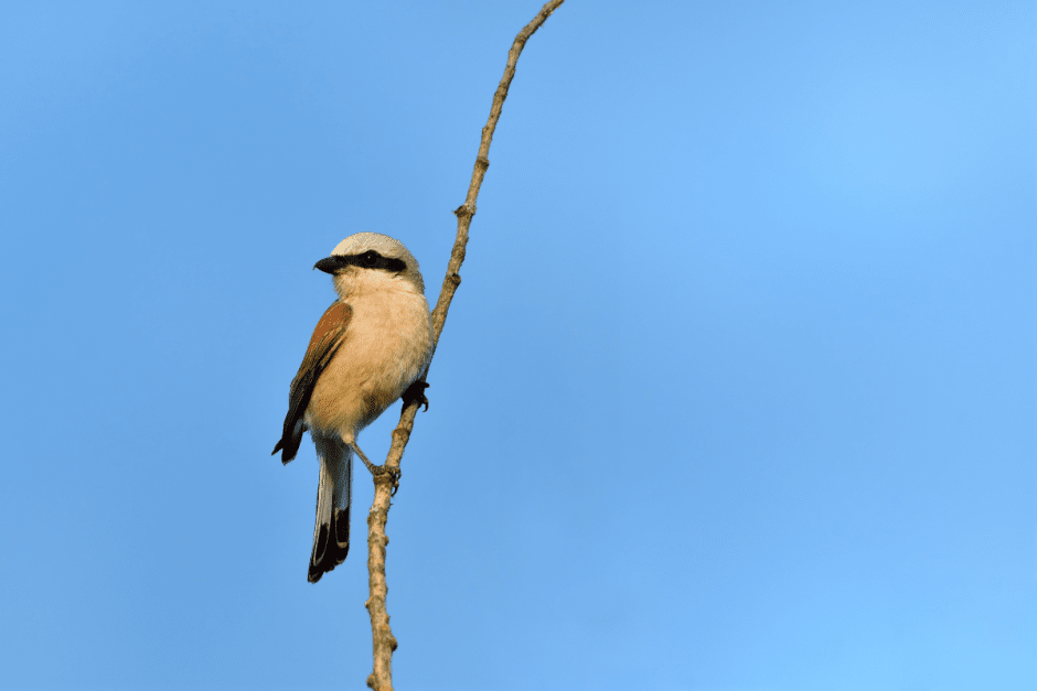 Сорокопут 2.png