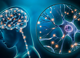 Ученые впервые точно определили клетки мозга, связанные с депрессией