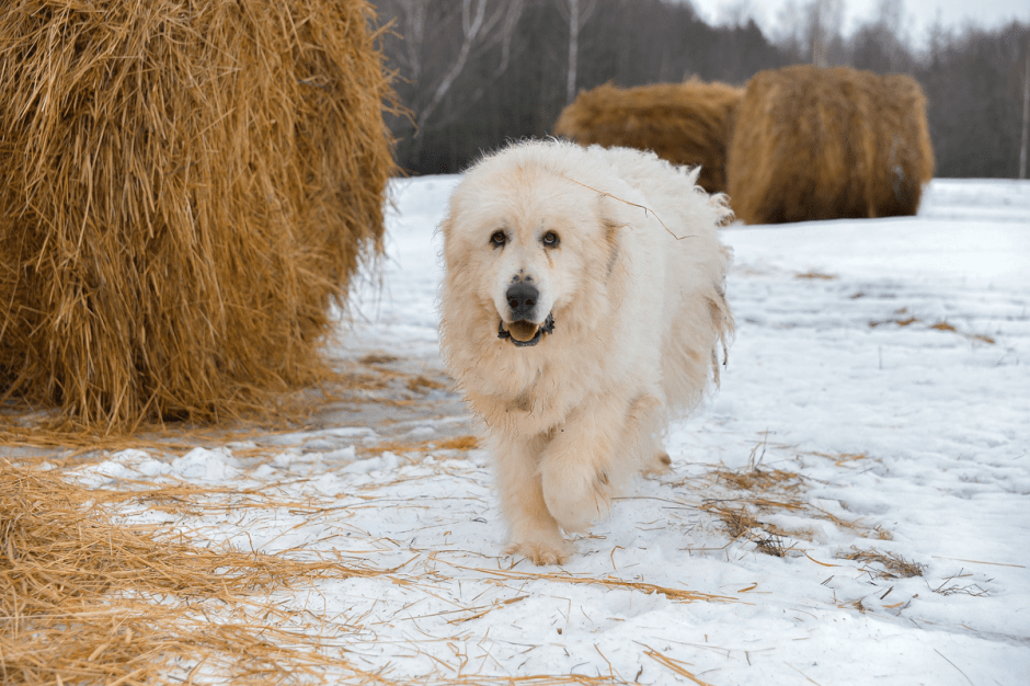 Фермер хутор Ёдишки 1.png