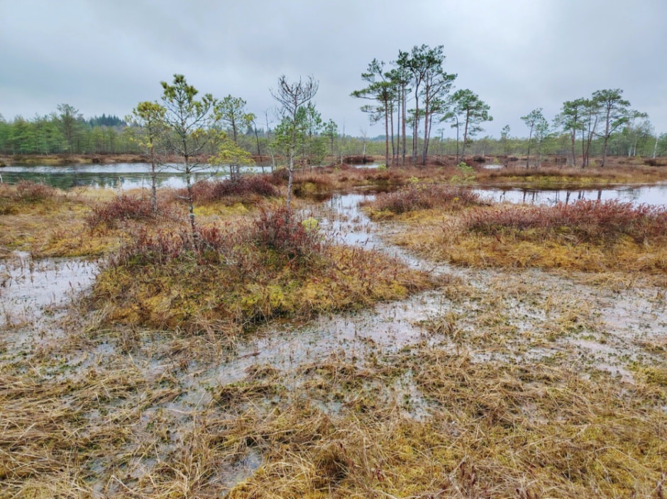 Проводник по болоту Кася 21.jpg