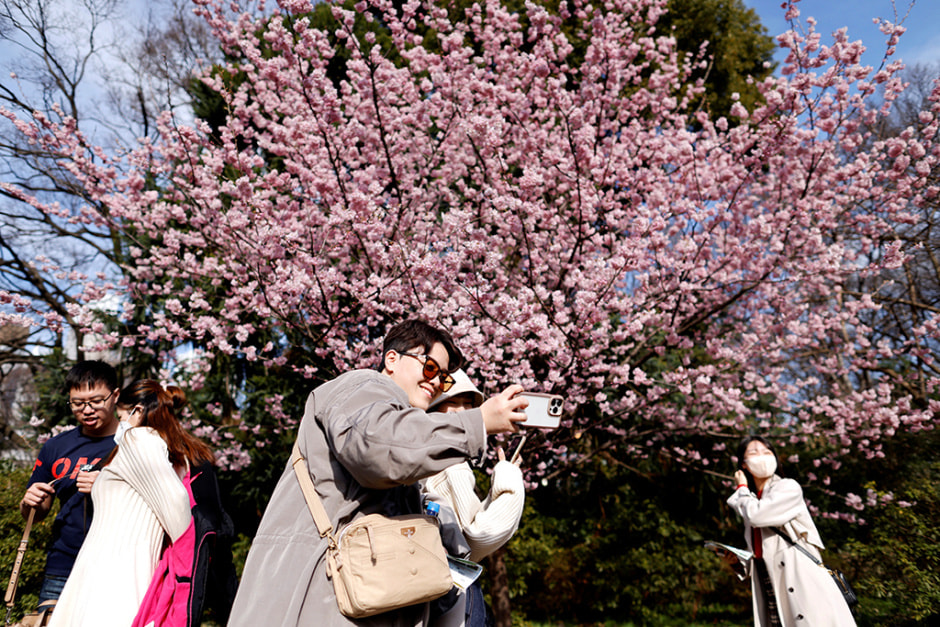 Сакура в Японии 2.jpg
