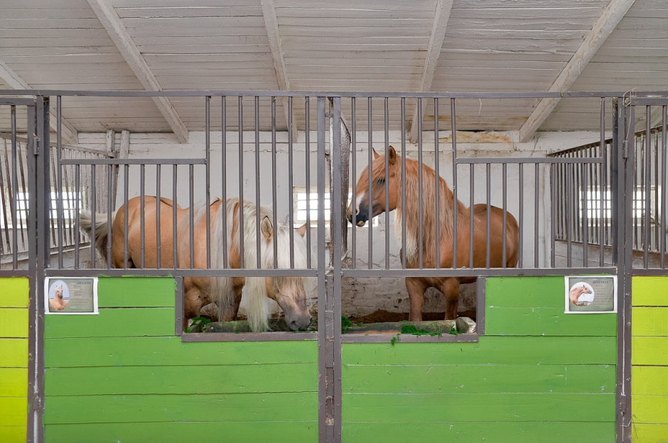 Лошади в Столинском районе 11.jpg