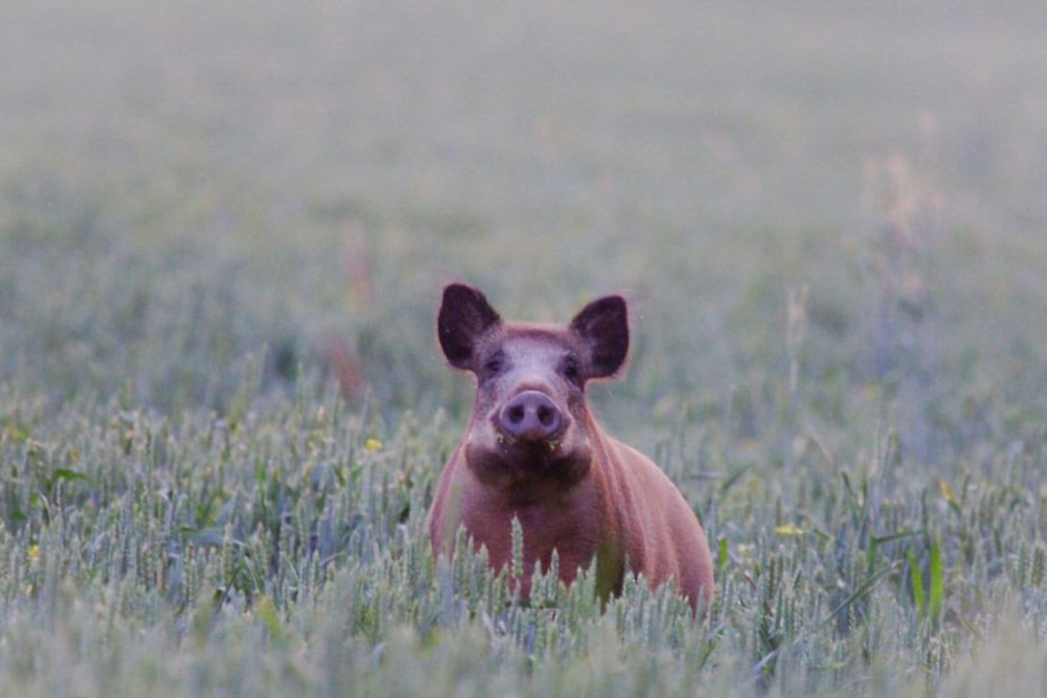 Андрей Шимчук_кабан_1.jpg