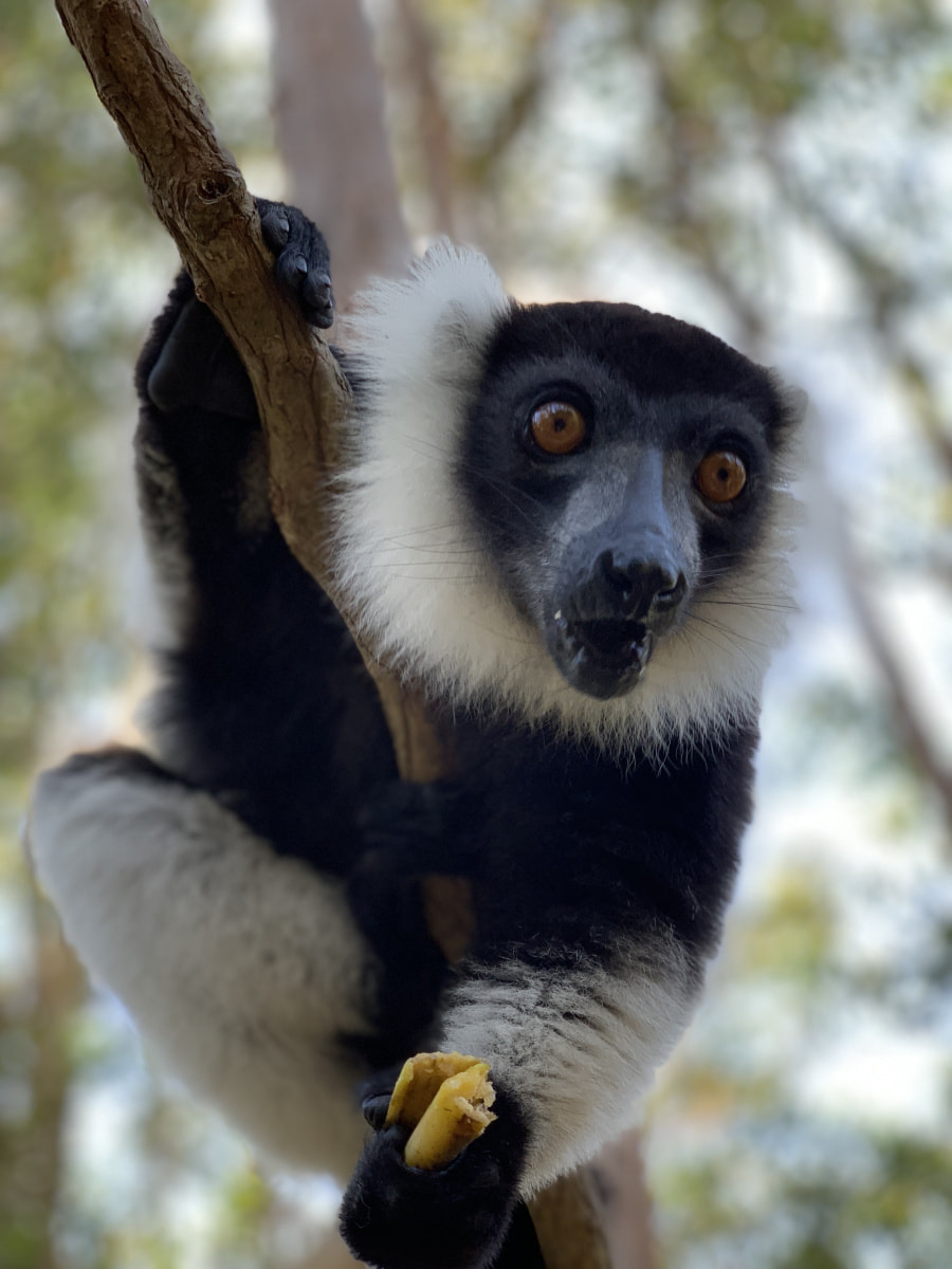 Мадагаскар (23).jpeg Мадагаскар (23).jpeg