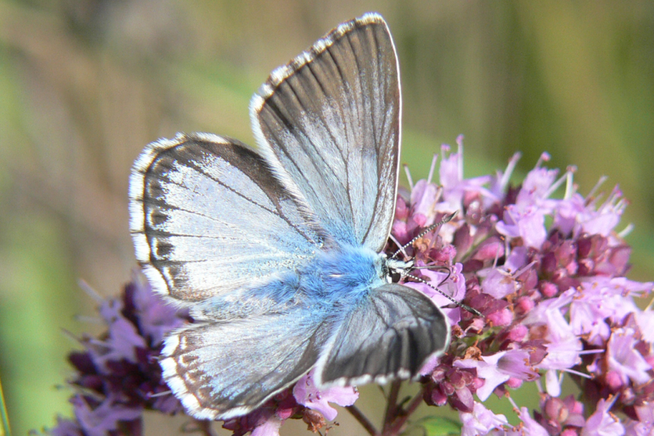 Где зимуют насекомые 6.png