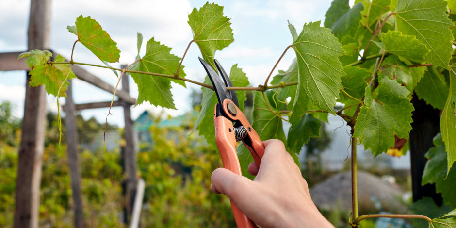 обрезка_винограда.jpg