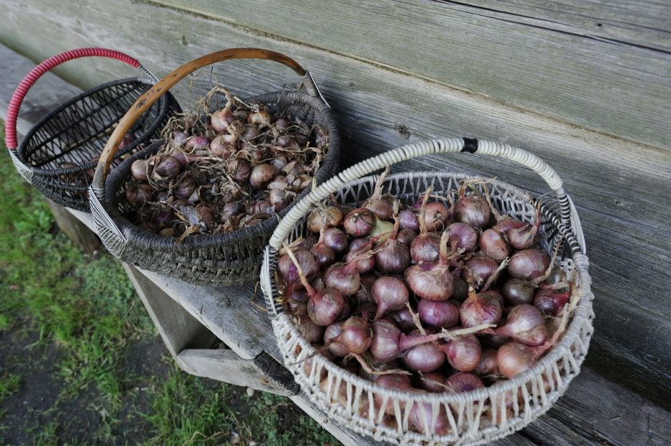 Долгожители из деревни Куты 25.jpg